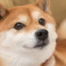 Shiba Inu Traders In Limbo As Shibarium Launch Date Uncertain