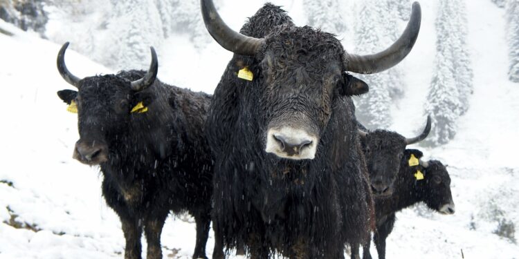 MATIC Price Shows Bullish Formation