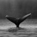 Chainlink (LINK) Whale Transfers Spike, Bearish Sign?