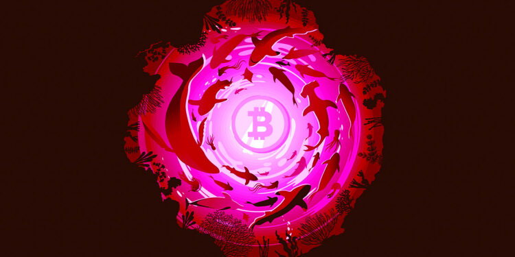 Whales Aggressively Accumulating One Crypto Asset Class As Bitcoin Ranges, Says Santiment – Here’s What It Means