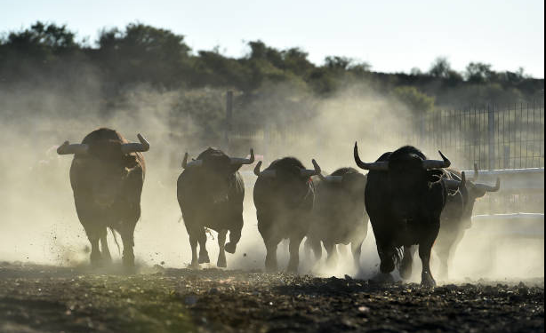 Will This Bullish Formation Lead To A 25% Upsurge?