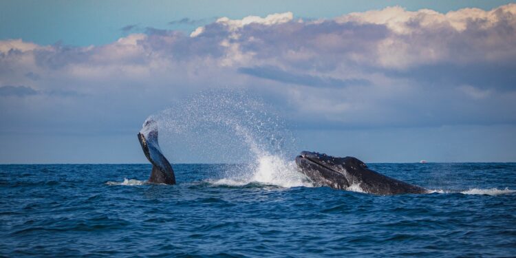 Bitcoin Witnesses Historic Whale Exodus: What You Need To Know
