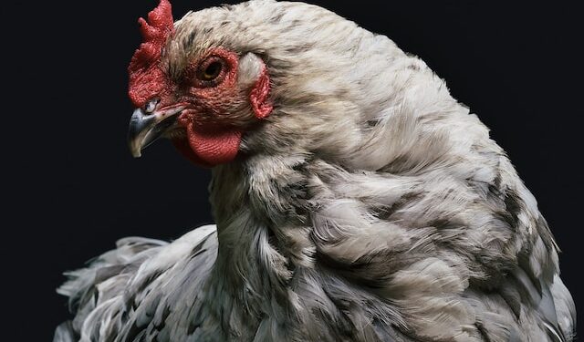 Bitcoin Chicken Game: Why Losing This Level Could Send BTC Back To $20,000