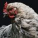 Bitcoin Chicken Game: Why Losing This Level Could Send BTC Back To $20,000