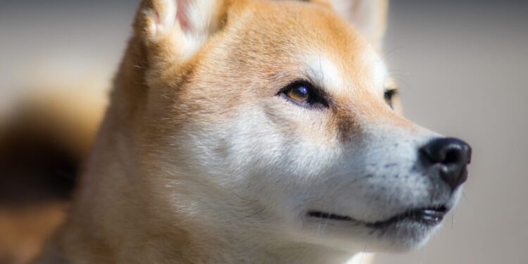 Shiba Inu DeFi Aspirations May Rattle DOGE’s Market As SHIB Turns To Digital IDs