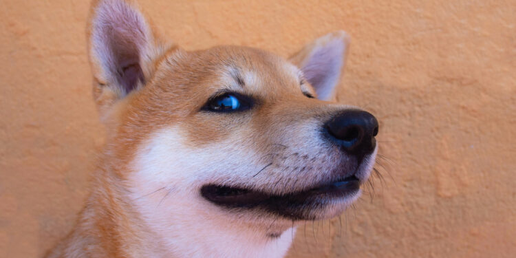 Shiba Inu Keeps Energy Alive, Snags 26% Gain