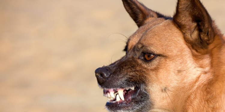 More Bite Than Bark Over The Weekend