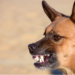 More Bite Than Bark Over The Weekend