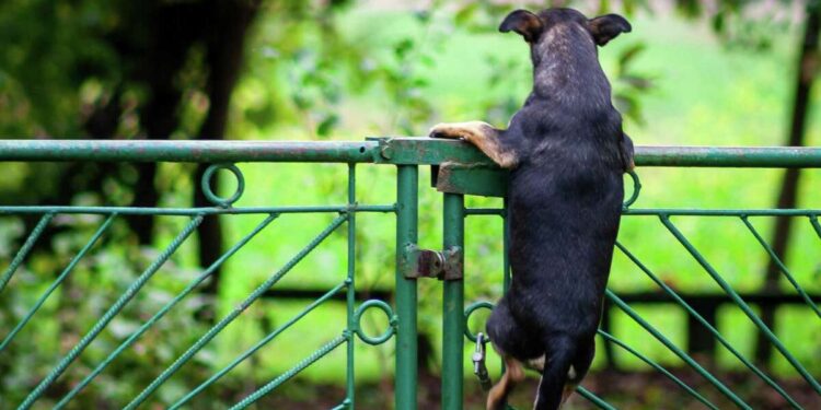 Shiba Inu Nears Make-Or-Break Resistance Barrier