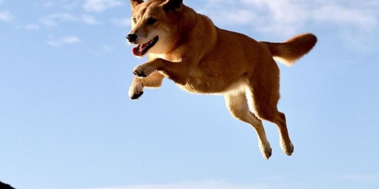Can Dogecoin Reach $0.85? Bullish Setup Hints Potential For Rally