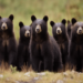 XRP: Bears outpace bulls in August amidst dawdling prices
