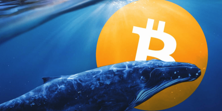 Report Reveals Crypto Whale Center With Majority Of Transactions Crossing $1 Million
