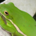 Can Pepe Coin Bounce Back? Insights On Its Future