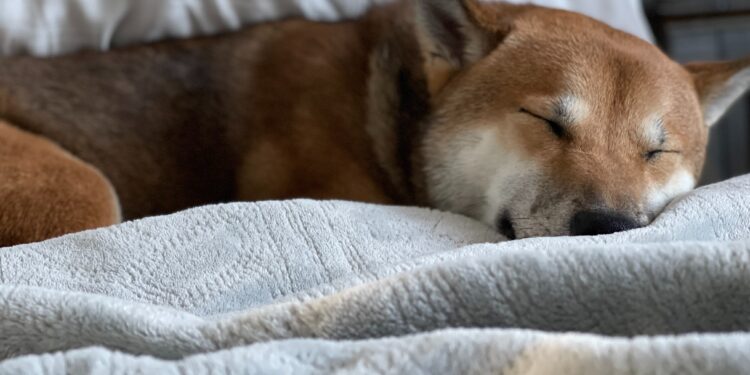 Shiba Inu Gearing Up For A 60% Surge? Key Indicators To Watch
