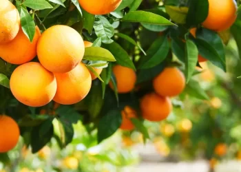 Binance Is Like a Grocery Store Selling Oranges and SEC Should Leave It Alone, Says Crypto Lobby Group