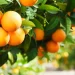 Binance Is Like a Grocery Store Selling Oranges and SEC Should Leave It Alone, Says Crypto Lobby Group
