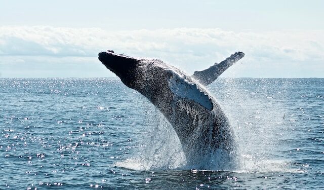 On-Chain Tracker Notices Major Difference Between Bitcoin And Ethereum Whales