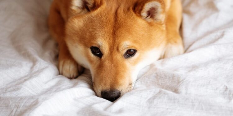 Dogecoin In A Dire Position As Daily Active Addresses Drop Drastically