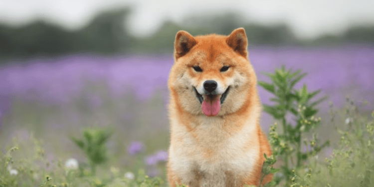 Shiba Inu Revival? Here’s Why A Resurgence May Be Imminent
