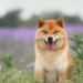 Shiba Inu Revival? Here’s Why A Resurgence May Be Imminent