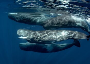 Tax Report Unveils 100s of S Korean Crypto Whales