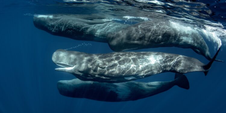 Tax Report Unveils 100s of S Korean Crypto Whales