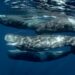 Tax Report Unveils 100s of S Korean Crypto Whales