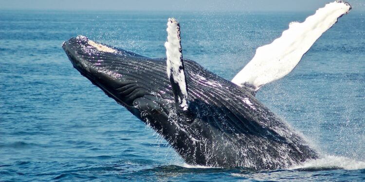 Bitcoin Price At Risk? Whale Transfers $137 Million In BTC After 3-Year Dormancy