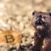 Crypto Analyst Says Prepare For 50% Drop