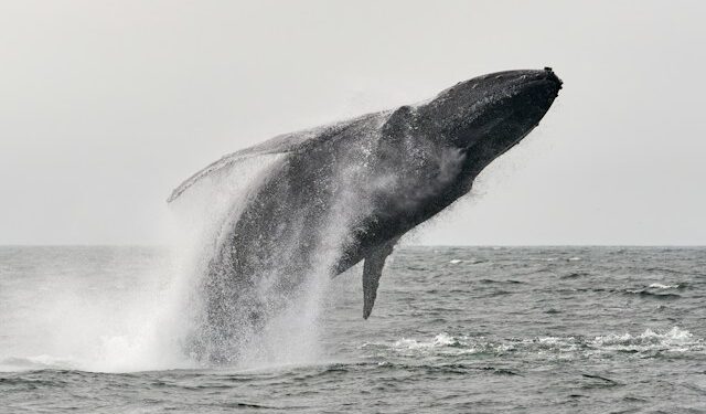 Bitcoin Whales Ready To Push Price Above $40,000? Data Throws Clues