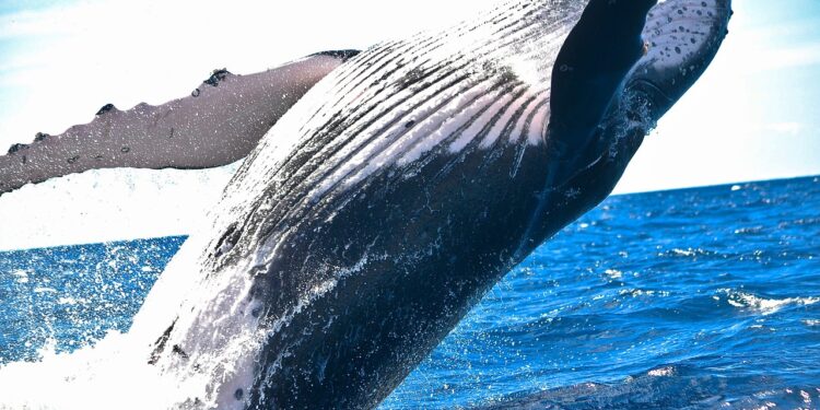 Whales Move $30 Million Worth Of XRP To Exchanges