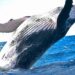 Whales Move $30 Million Worth Of XRP To Exchanges
