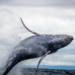 Shiba Inu Whales Bet Big As Shibarium Grows, Road To $0.1?