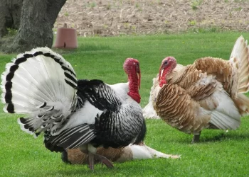 This Turkey Day in Coins: BTC, ETH, and DOGE Sit Stuffed