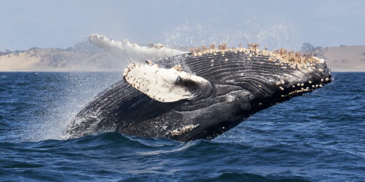 XRP Whale Activity Peaks At 3-Month High As Smart Money Buys