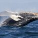 XRP Whale Activity Peaks At 3-Month High As Smart Money Buys