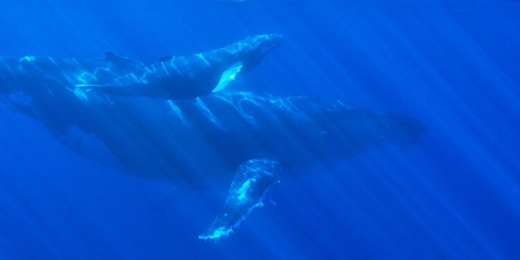 Polygon Whales Go On 120 Million MATIC Buying Spree, Rally Soon?