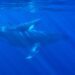 Polygon Whales Go On 120 Million MATIC Buying Spree, Rally Soon?