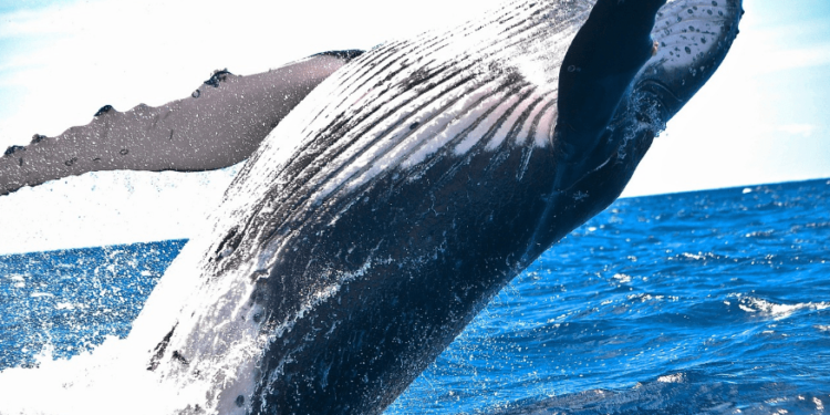 Ethereum Giga Whales On A Historic Buying Spree