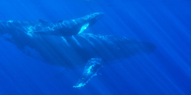 XRP Whales Are On The Move, What Are They Up To?
