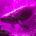 Largest Bitcoin Whales Gobble Up Nearly $13,000,000,000 Worth of BTC in 2024 Alone: Santiment