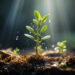 Cardano (ADA): Green Shoots Emerge