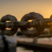 Crypto Whales Bet Big On LINK