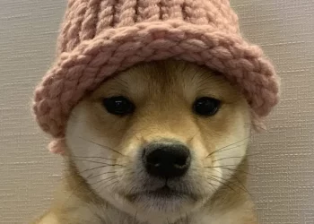 Dogwifhat Spat? Ethereum NFT Auction Reveals Tensions Between Dog’s Owners and Solana Community