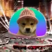 This Week on Crypto Twitter: Dencun Goes Live, Dogwifhat Goes Vegas, Craig Wright Goes Down