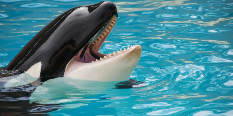 Ethereum Whales Go On Buying Spree Amid Market Crash