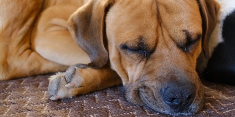 What’s Behind the 20% Price Drop?