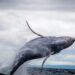 $115-Million Bitcoin Whale Wakes Up From 10-Year Slumber