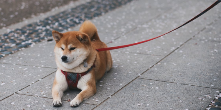 Shiba Inu Open Interest Explodes On Top Exchanges