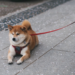 Shiba Inu Open Interest Explodes On Top Exchanges